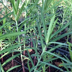 Euphorbia lathyris