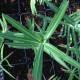 Euphorbia lathyris