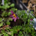 Pulsatilla vulgaris