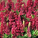 Lupinus 'My Castle'