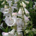 Penstemon "White Bedder"