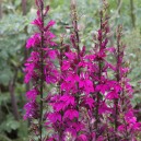 Lobelia 'Tania'